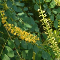 Adenanthera pavonina L.